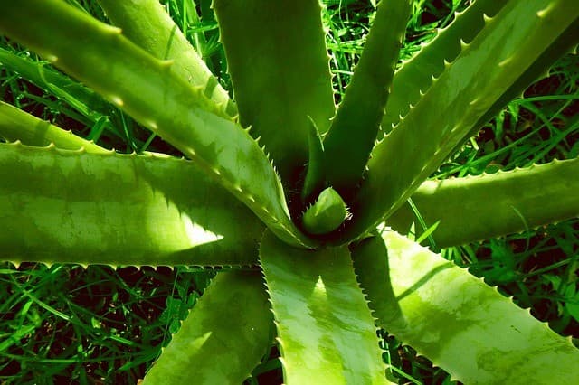Aloe Vera
