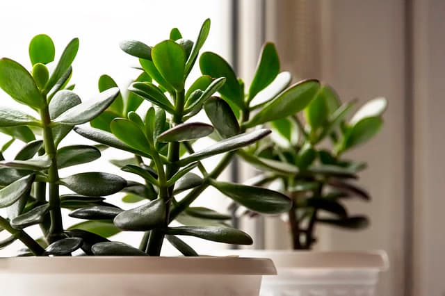 Jade Plant