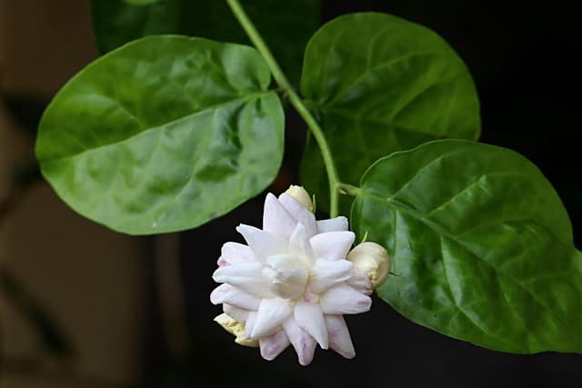 Jasmine